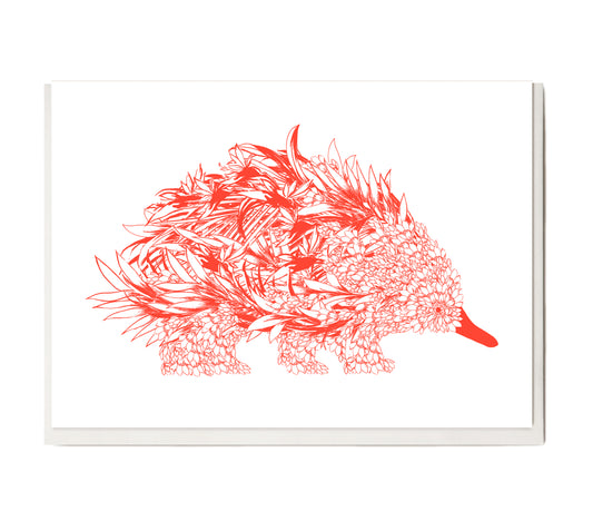 New! Fluro Echidna Greeting Card