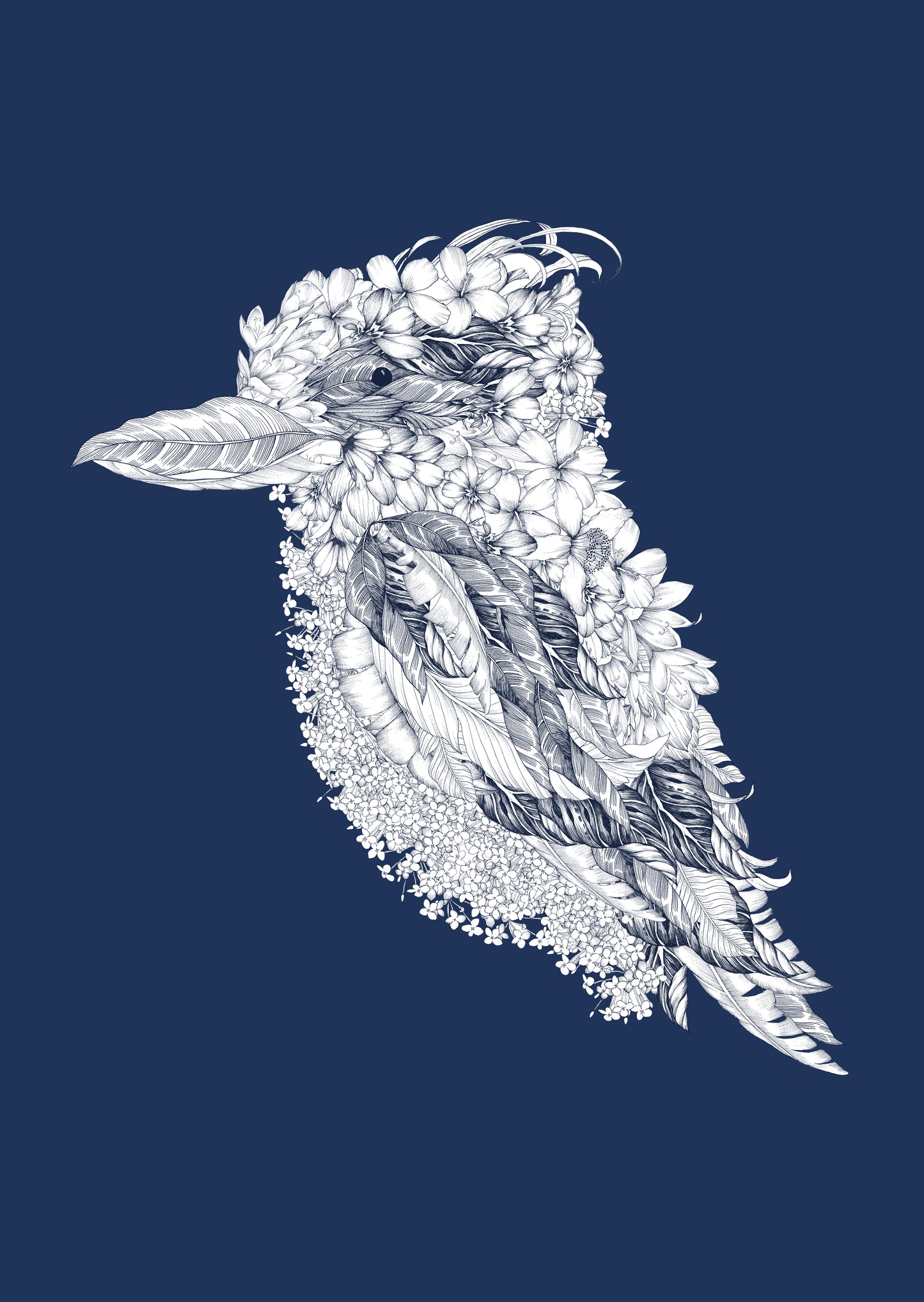 Kookaburra